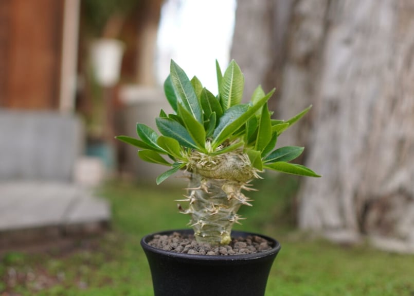 パキポディウム 恵比寿笑い Pachypodium brevicaule ④ パキポディウム 恵比寿笑い Pachypodium brevicaule No.4 | man