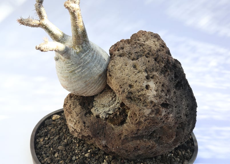 パキポディウム グラキリス 現地風フォーム | mana's farm:塊根植物