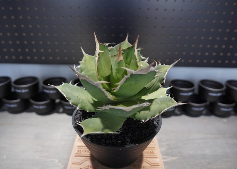 アガベ　モンタナ　超大株　8号サイズ　ドライガーデン　チタノタ アガベ モンタナ 超大株 8号サイズ ドライガーデン チタノタ