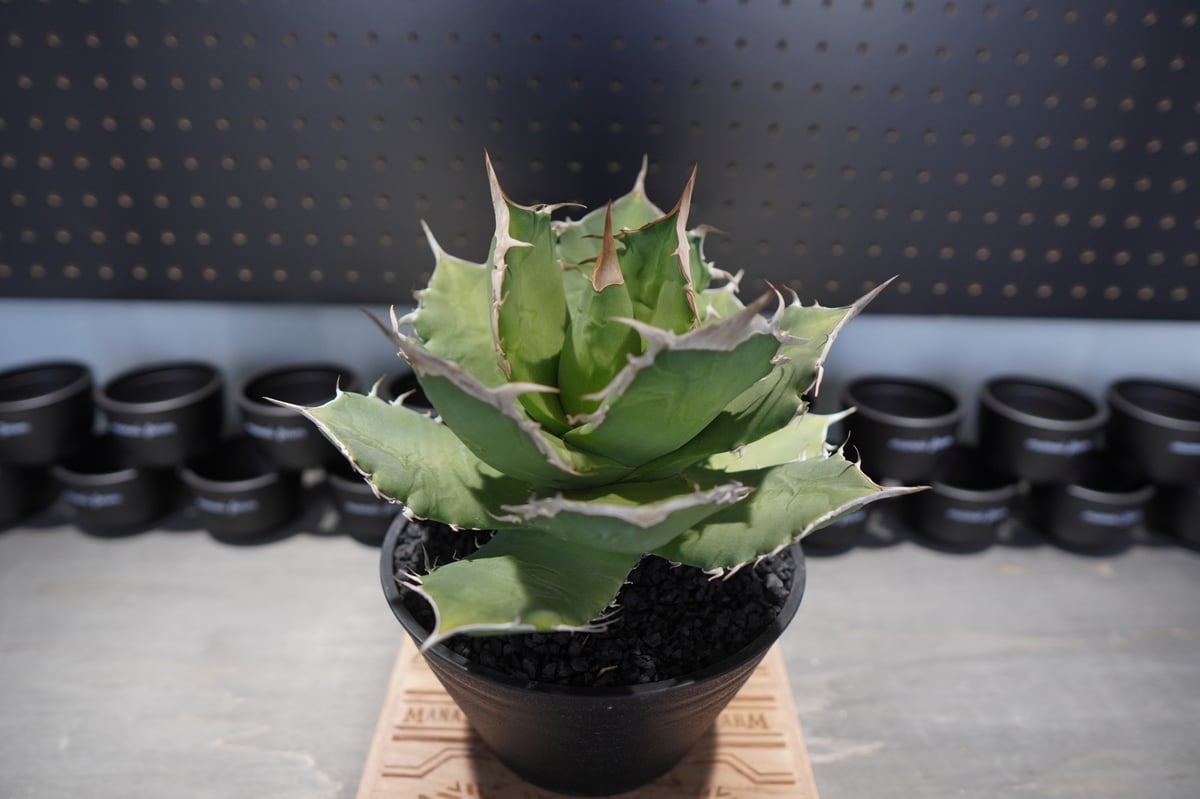 アガベ　チタノタ　群生　モンスト アガベ チタノタ 綴化株 群生 モンスト｜Yahoo!フリマ（旧PayPay