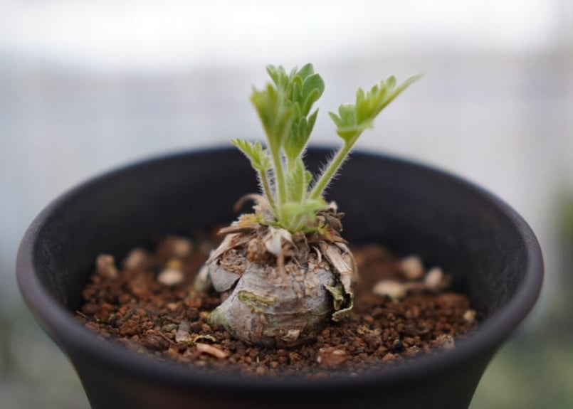 ペラルゴニウム インクラサツム | mana's farm:塊根植物・アガベ