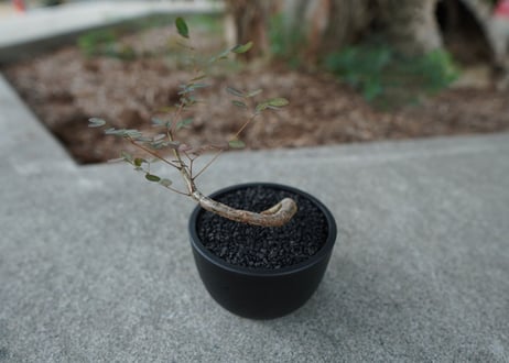 【沖縄実生株】デロニクス　デカリー Delonix decaryi No.1