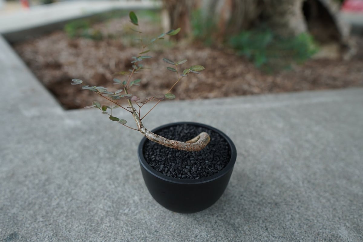 沖縄実生株】デロニクス デカリー Delonix decaryi No.1 | mana's