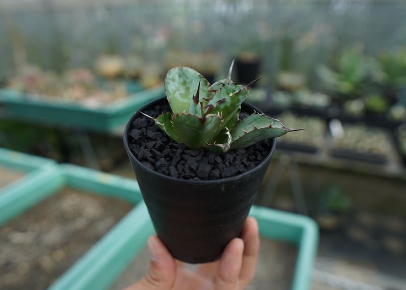 アガベ チタノタ ブラックアンドブルー Agave titanota black and