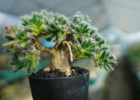 トリコディアデマ　デンサム　Trichodiadema densum  No.1