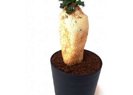 ユーフォルビア ステラータ 飛竜  Euphorbia stellata 8 未発根