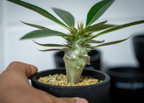 パキポディウム　バロニー　Pachypodium baronii