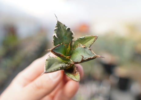 agave titanota FO-76  No.16