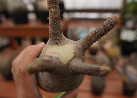 パキポディウム　グラキリス　Pachypodium gracilius　抜き苗　№123