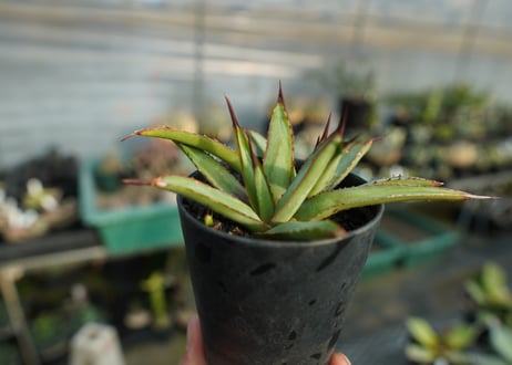 アガベ　リトルシャーク　Agave Little Shark
