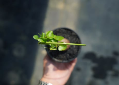 亀甲竜　Dioscorea elephantipes No.5