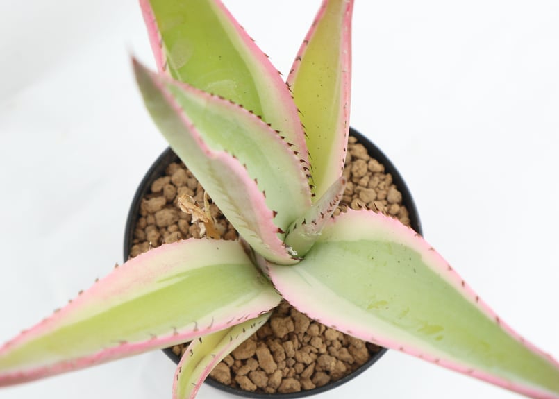 アガベ　ライムグリーン　錦 Yahoo!オークション -「アガベ ライムグリーン」の落札相場