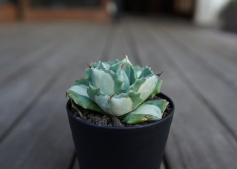 アガベ　王妃雷神錦　白中斑　Agave　“Ohi Raijin Nishiki Shironakahu”