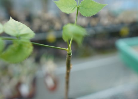 ランネア　パルヴィフォリア　Lannea parvifolia