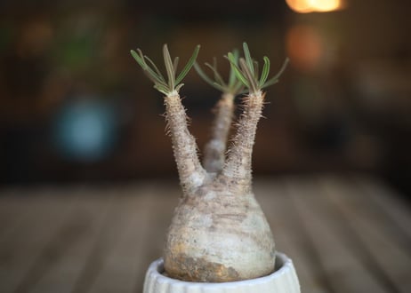 グラキリス　 Pachypodium Gracilius