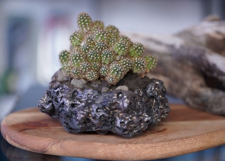 Rebutia perplexa