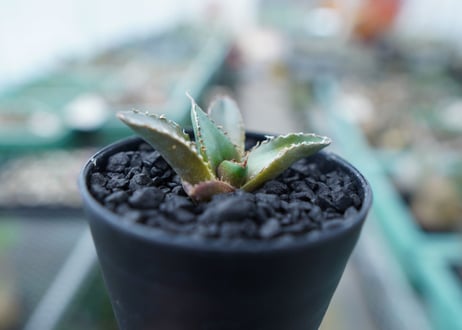 アガベ　チタノタ　FO-76　Agave titanota  FO-76　No.10