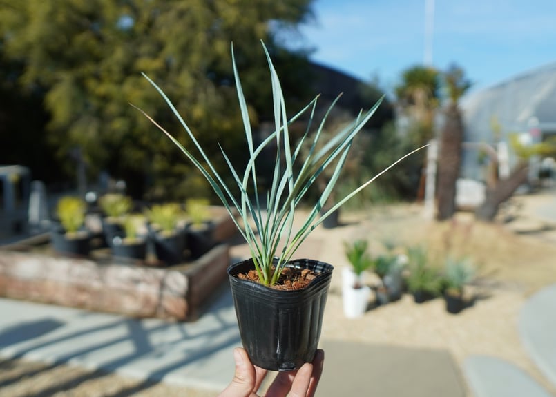 ユッカ　ロストラータ　２鉢 現品】ユッカ・ロストラータ 10号 茶鉢（2） : 花のアリマツ