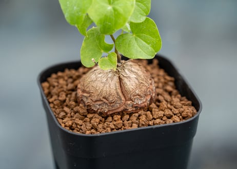 亀甲竜
