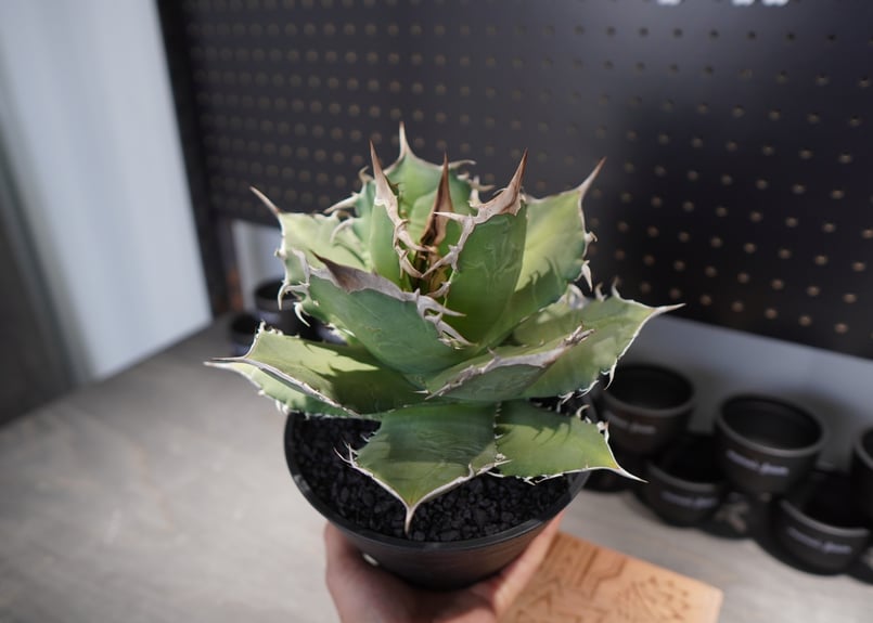 アガベ チタノタ FO-76 No.1 | mana's farm:塊根植物・アガベ・ドライガ