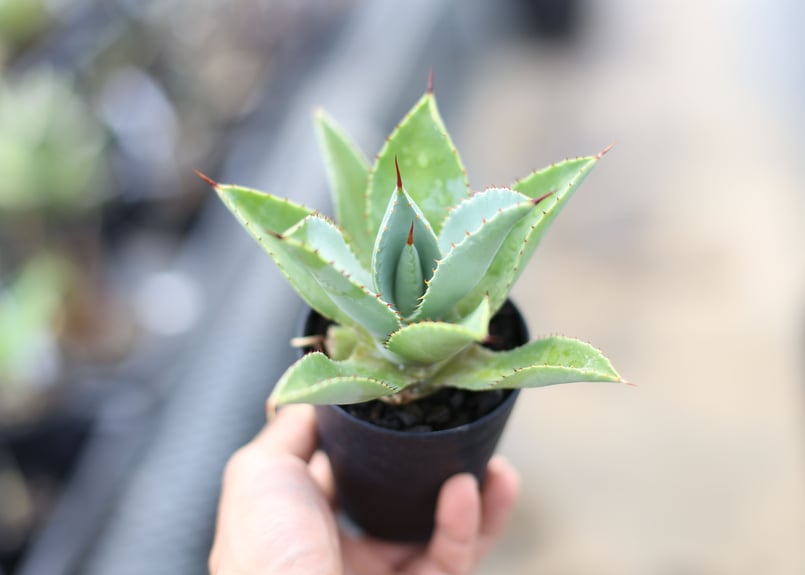 アガベ ドラゴントゥース 子株 | mana's farm:塊根植物・アガベ