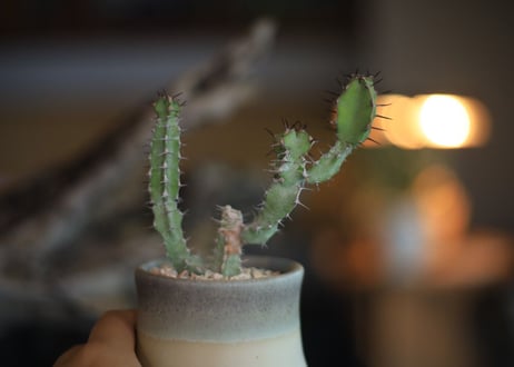ユーフォルビア　SP　Euphorbia sp