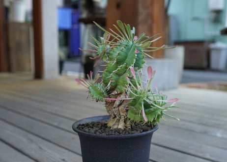 ユーフォルビア　ササガニマル　Euphorbia pulvinata