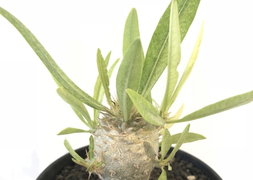 パキポディウム イノピナツム 実生 №4 | mana's farm:塊根植物