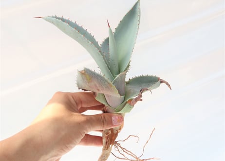 Agave pygmaea 'Dragon Toes'
