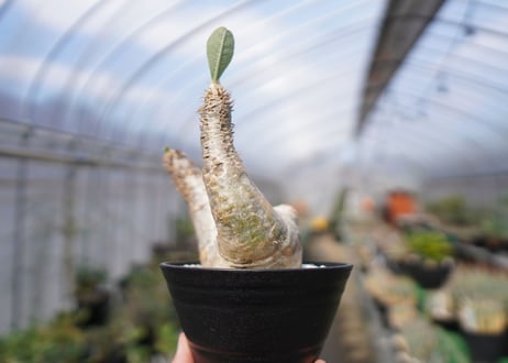 パキポディウム　エブレネウム　Pachypodium eburneum　No.3