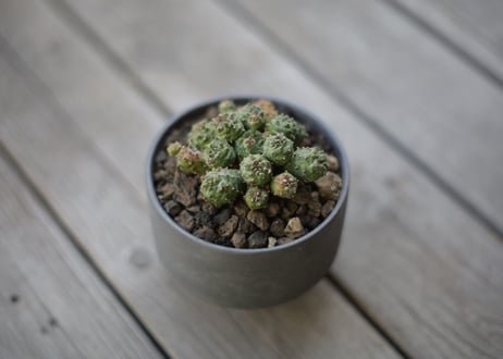 ユーフォルビア プサアドグロボーサ 　Euphorbia pseudoglobosa