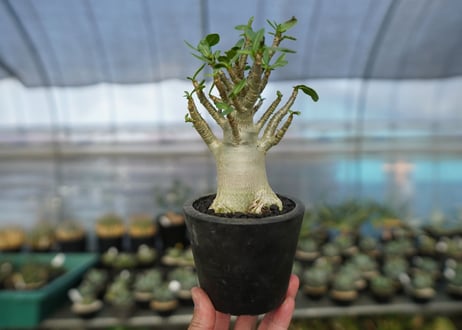 アデニウム　Adenium　No.11