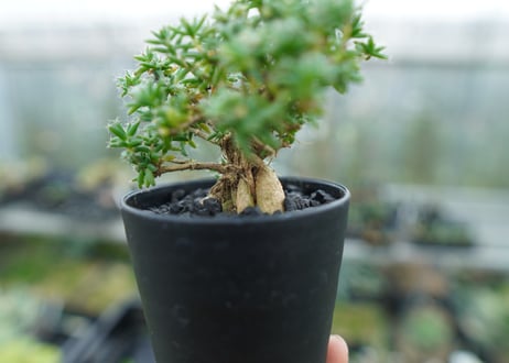 トリコディアデマ ステラツム　Trichodiadema stellatum  No.1