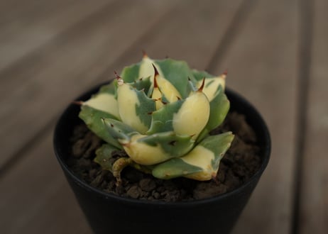 アガベ　王妃雷神錦　黄中斑　Agave　“Ohi Raijin Nishiki Kinakahu”