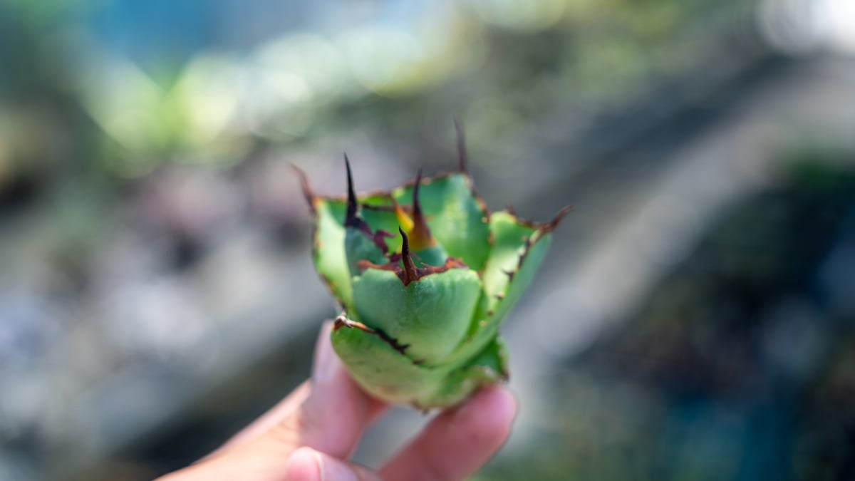 アガベ FO-76 インドネシア カキコ株 NO.2 | mana's farm:塊根植物・