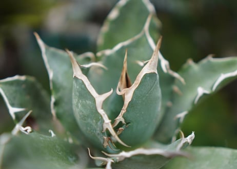 Agave titanota 白鯨 B NO.2