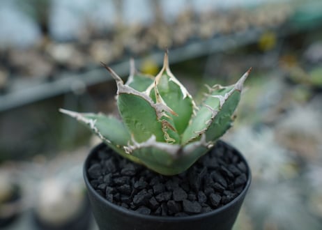 アガベ　チタノタ　FO-76　agave titanota FO-76 No.1