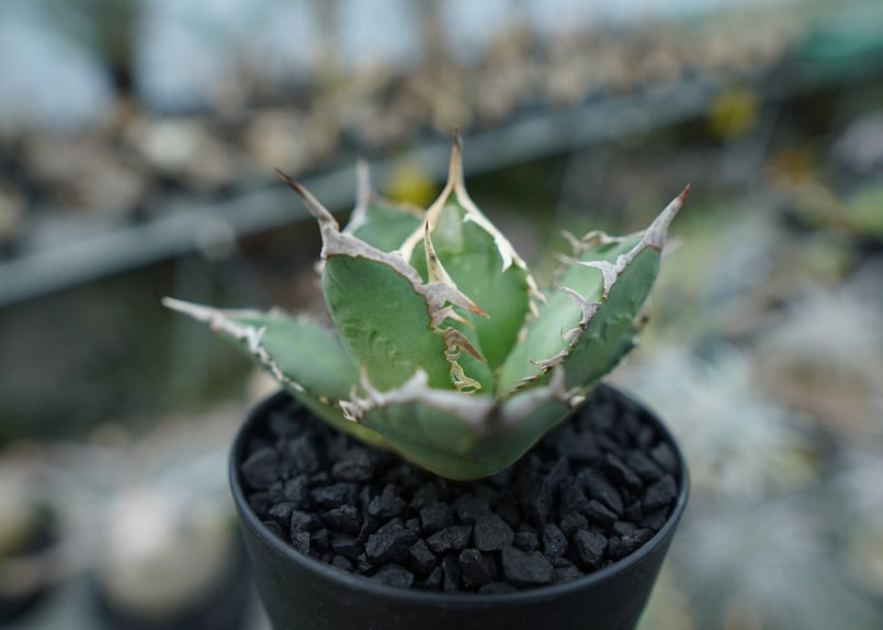 AGAVE TITANOTA FO-76 実生株 AGAVE TITANOTA FO-76 実生株 agave titanota FO-76 特選株（子株販売