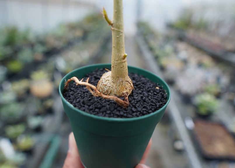 フィカス パルメリー Ficus palmeri | mana's farm:塊根植物・アガベ