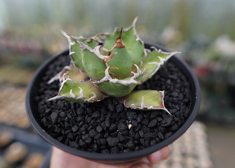 アガベ チタノタ シーザー agave titanota caesar No.1 | mana