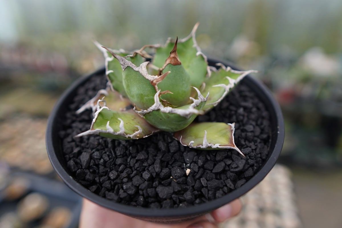 ◆アガベ！シーザー！NO.1◆ アガベ チタノタ シーザー agave titanota caesar No.1 | mana