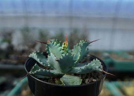アガベ　ポタトラム　”スポーン”　agave potatorum "spawn" A7