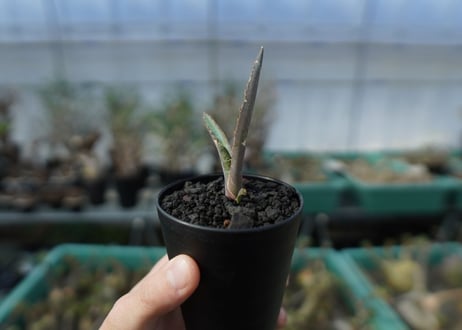 アガベ　チタノタ　 ブラックアンドブルー 　Agave titanota black and blue　A15