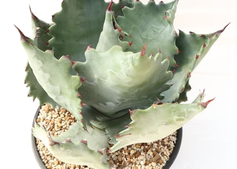 Agave colorata