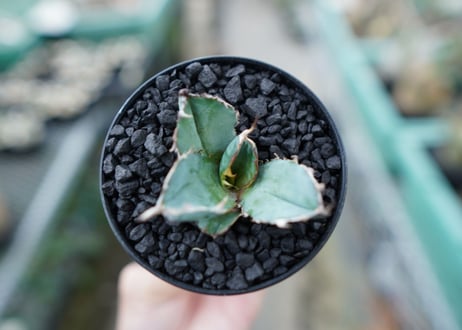 アガベ　チタノタ　 ブラックアンドブルー 　Agave titanota black and blue　No.5