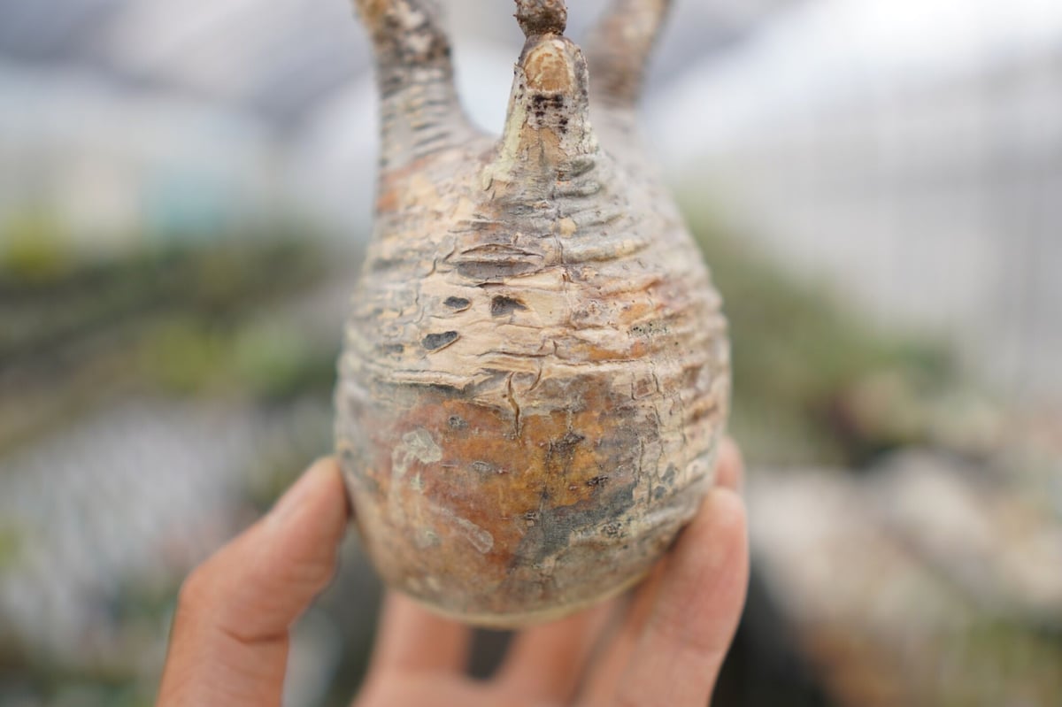 パキポディウム・グラキリス 抜き苗 〈47〉 | mana's farm:塊根植物