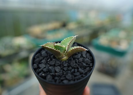 アガベ　チタノタ　追星 agave titanota cok