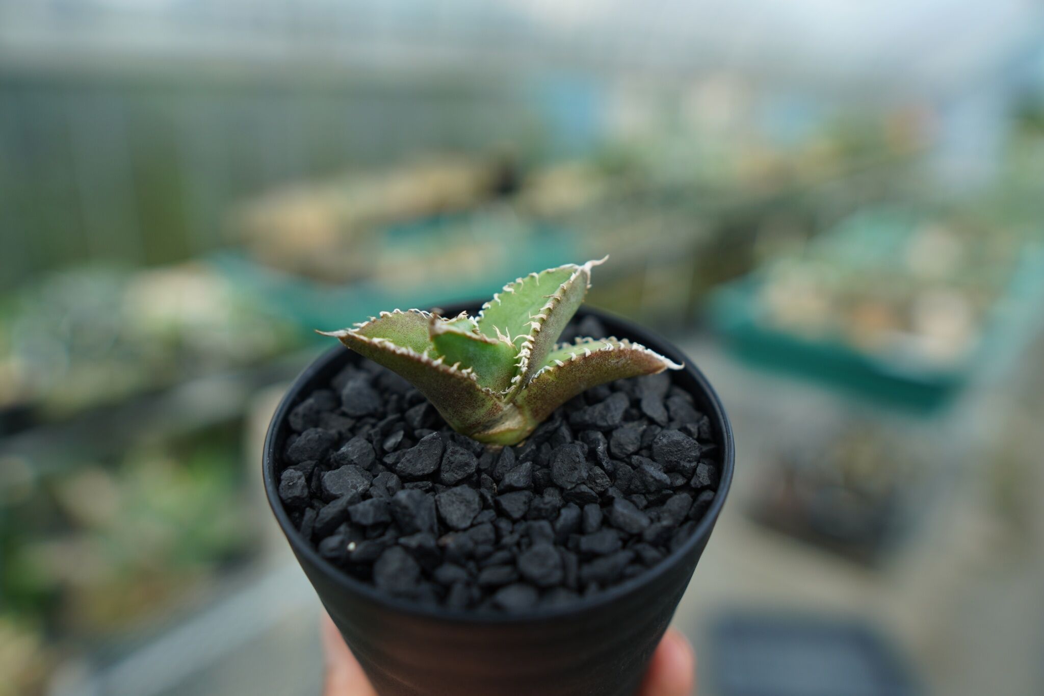 アガベ チタノタ 追星 agave titanota cok | mana's farm:塊根