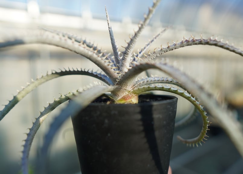 ディッキア ナガス Dyckia Nagas | mana's farm:塊根植物・アガベ・ド