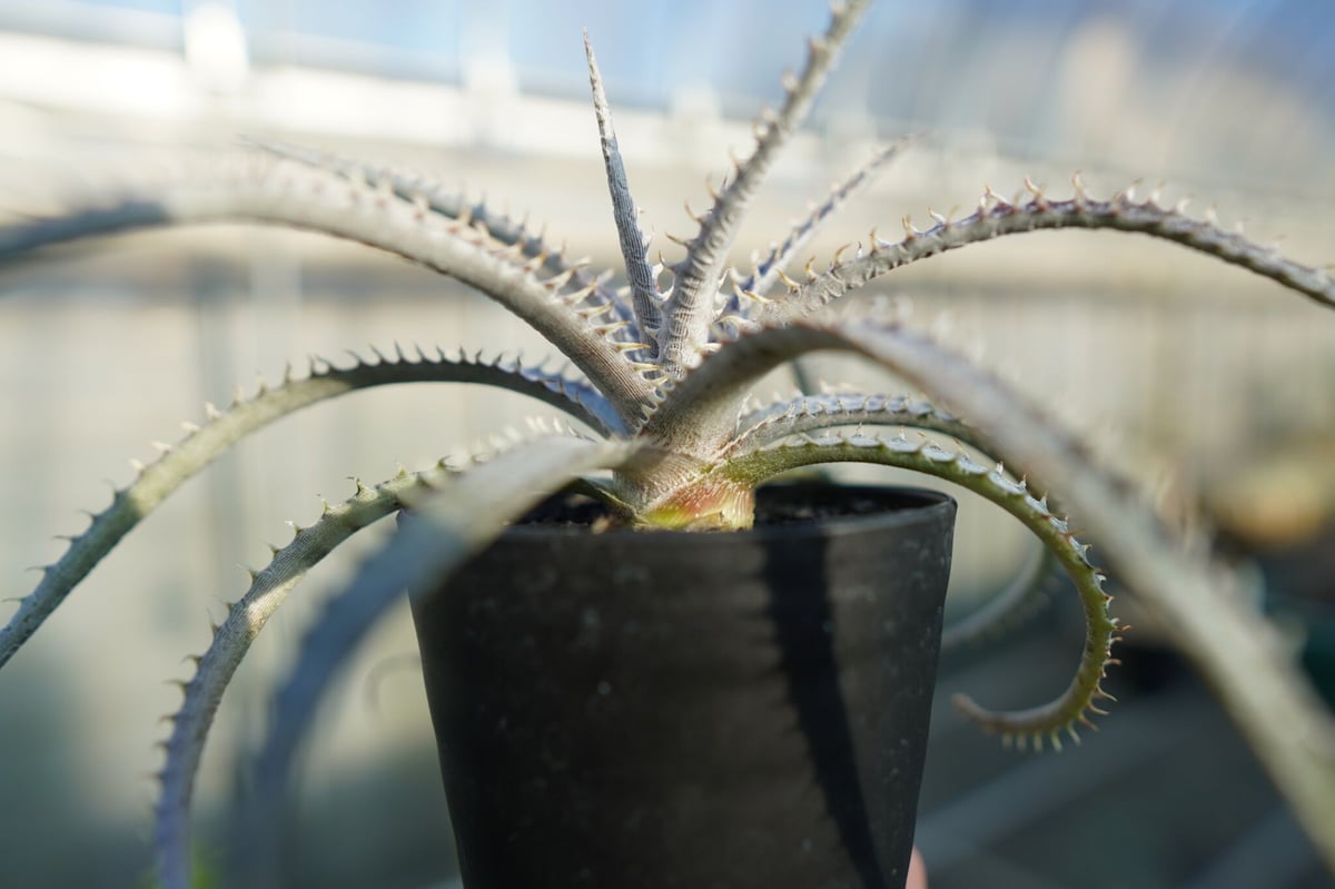 確認用①メドゥーサ Medusa ディッキア　発根済みカキ子 やや大きめ 確認用①メドゥーサ Medusa ディッキア 発根済みカキ子 やや大きめ